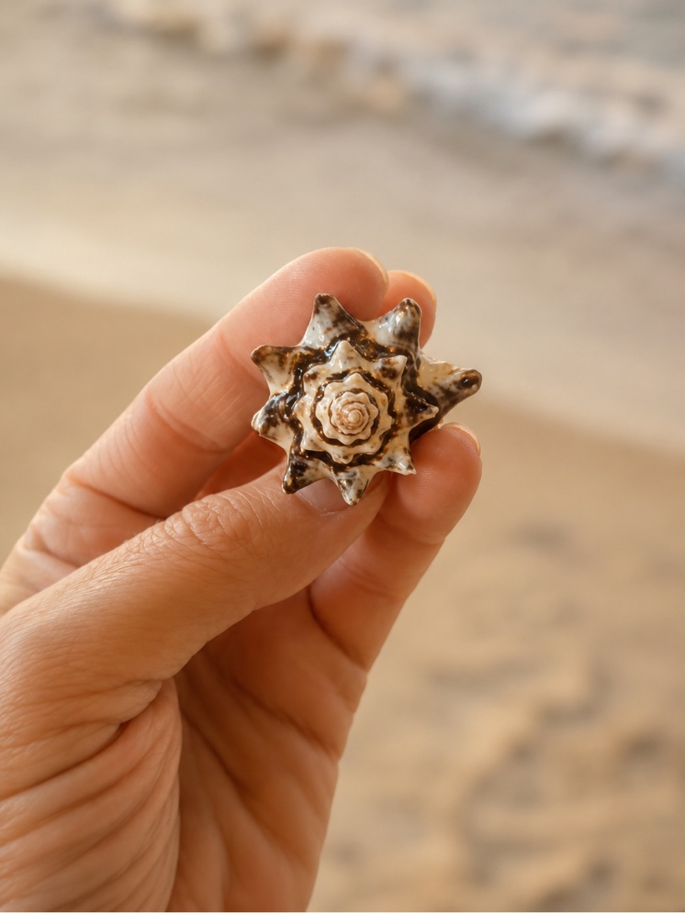 Coastal Shell Statement Ring.  Size 5.5